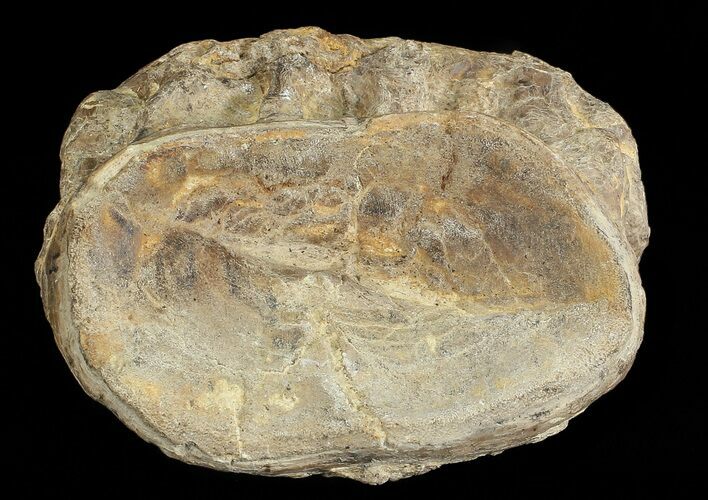 Xiphactinus (Cretaceous Fish) Vertebrae - Kansas #68968
